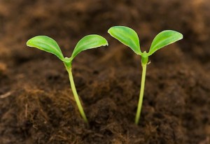 Two green seedlings growing out of soil